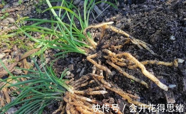 兰花快速生根的方法，不必高价买植料，15天就能出新根！