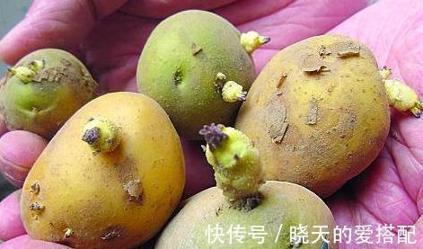 土豆|土豆好营养丰富却不能乱吃,吃土豆有1大禁忌,还有人傻傻不清楚