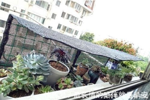 多肉|多肉在夏天，怎么晒太阳很多人弄反了，总是养不活