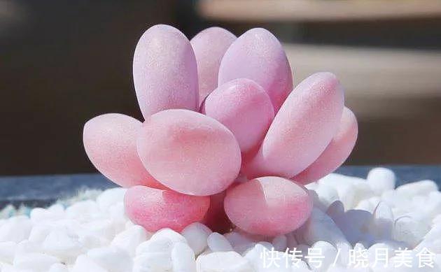 养多肉选择这四种,容易出状态,还好养,价格低到不想买