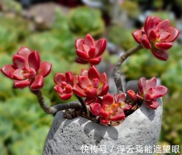 冬天担心多肉被冻伤?试试这3款,冻一冻长满盆,颜色迷人惹人爱