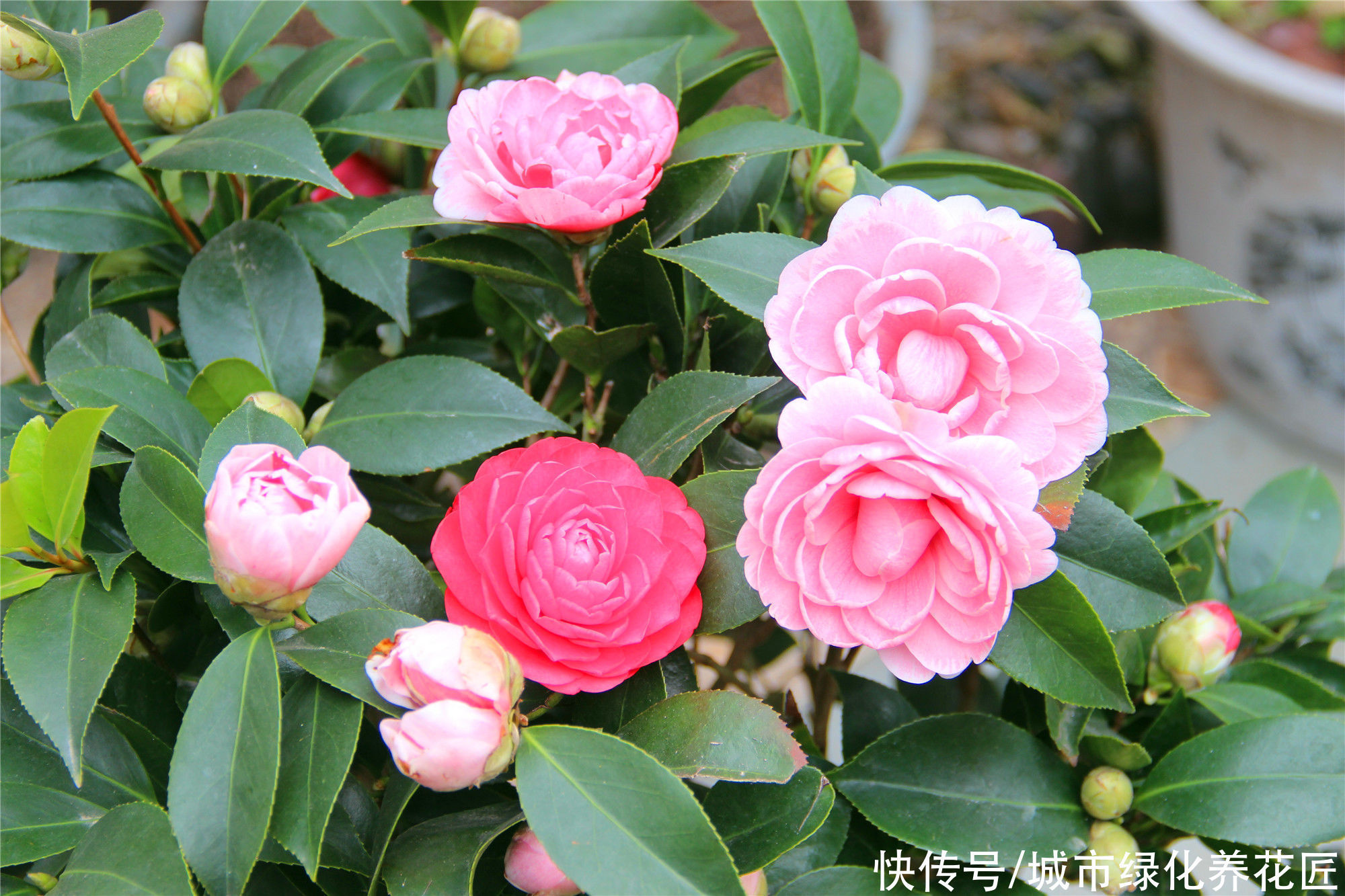 盆栽|茶花盆栽入手才三天就直接卷叶掉花苞,湿度不够?营养不足?