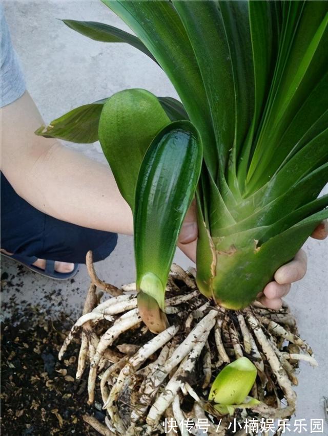 叶子|怎样让君子兰一年长出8片叶子？他的做法，值得我们学习