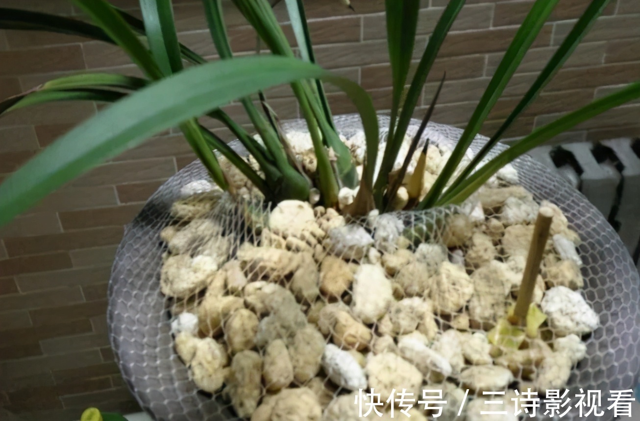 养花|巧用筷子养花,知道该用在什么地方吗?此3处有迹可循