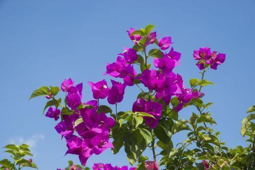 想让三角梅开满盆，这“4点”一定要做好，开花不断