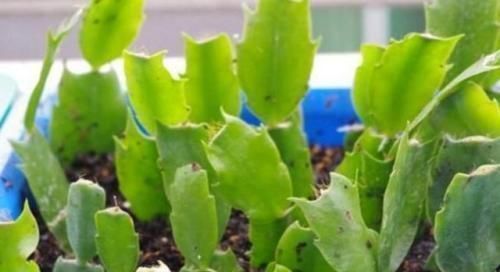 秋天扦插5种花,不用生根粉也能快速生根,养两年成养花大户