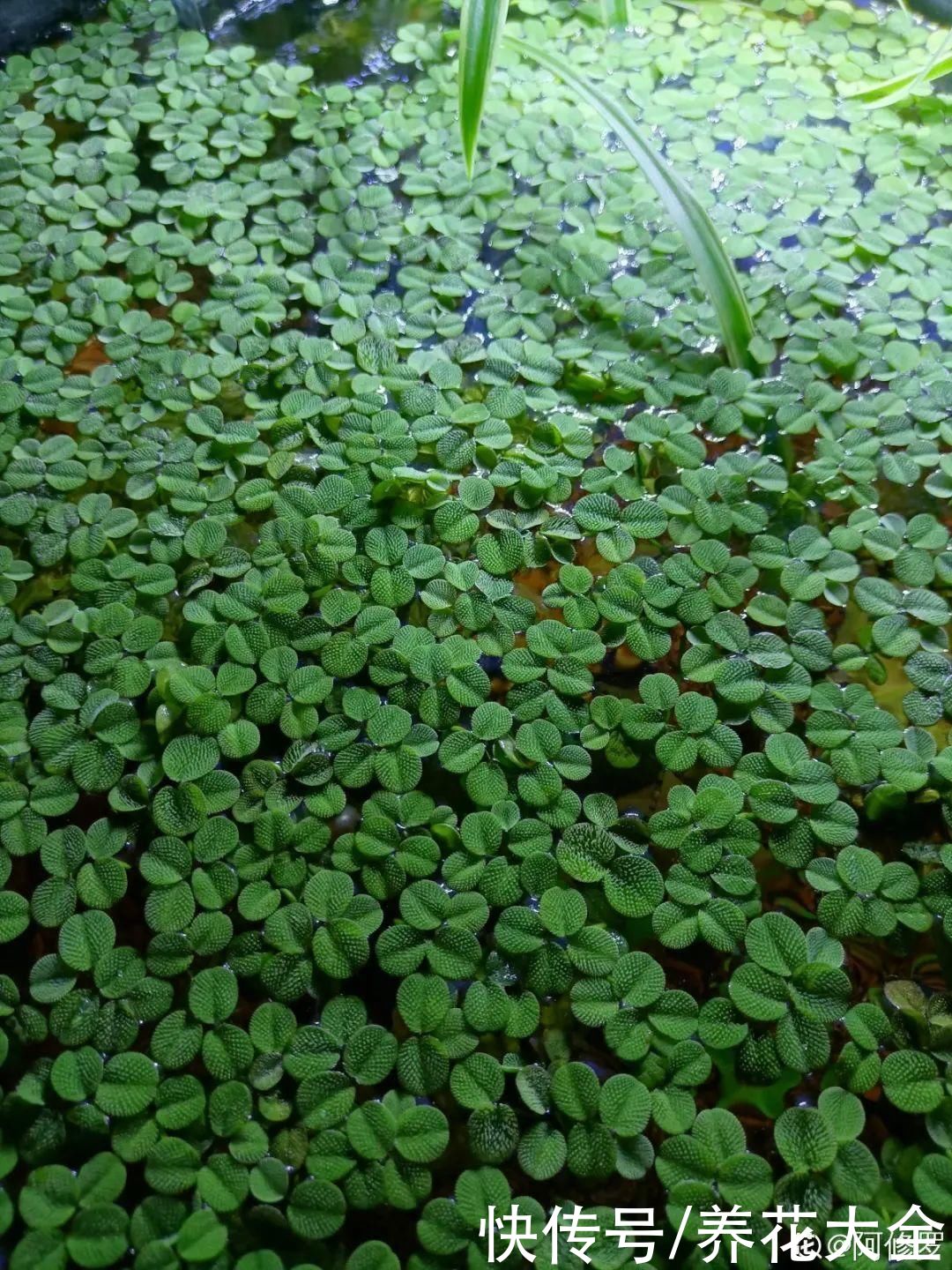 叶片|10种花太能喝水，一天一瓢水，7天爆满缸