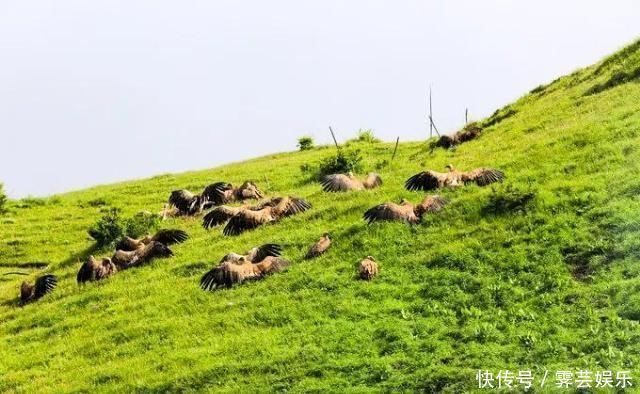 中国的66号公路这条藏在川西的草原天路，每一帧都是流动的大片思鹿旅行