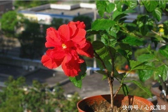 冬天室内养 3种花 再冷都能开花 花期长 花色艳 你养了吗 快资讯