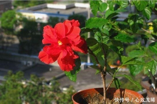 冬天室内养 3种花 再冷都能开花 花期长 花色艳 你养了吗 快资讯 冬天室内养 3种花 再冷都能开花 花期长 花色艳 你养了吗 快资讯