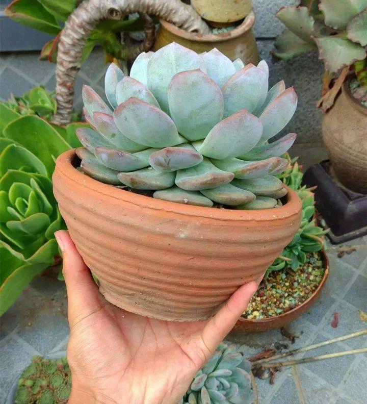 他用菜坛子种多肉,1分不花,呼呼长成“大米饭”!