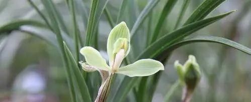 你觉得兰花怎么样？