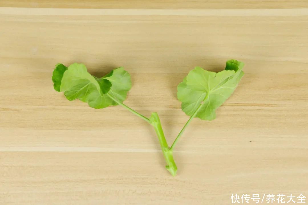 11种常见花，现在扦插，成活率特高