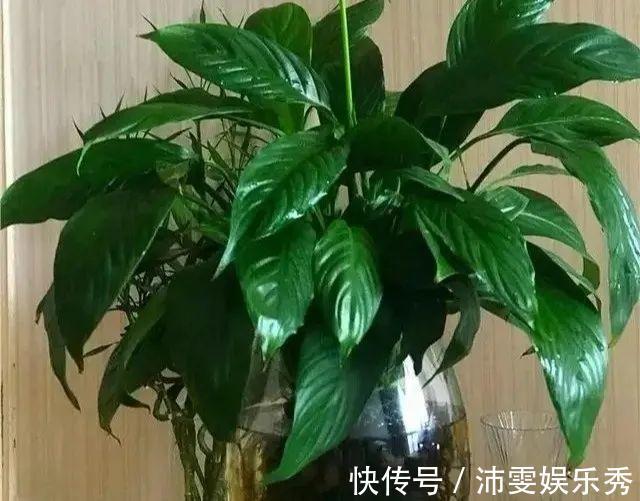 洋桔梗|6种花一天不浇水,叶子就耷拉,缺水3天就死翘!