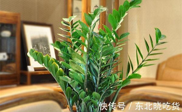 金钱树养植过程中注意几点