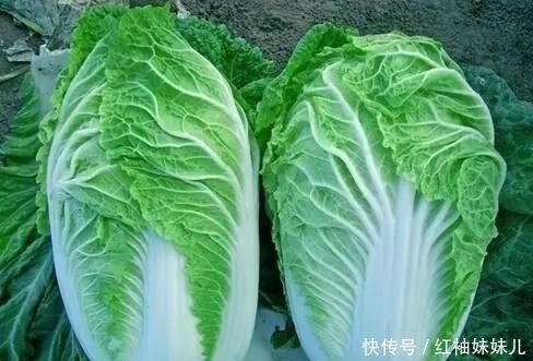 挑选|挑选大白菜,挑深绿叶还是浅绿叶?小贩:教你4点,买到好白菜!