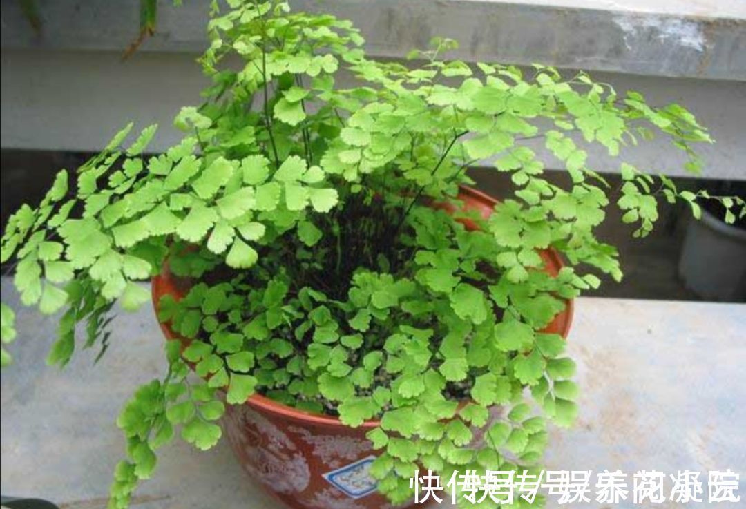 植物|外面遇到6种“小植物”,把它养成“小盆景”,摆在桌面清新自然