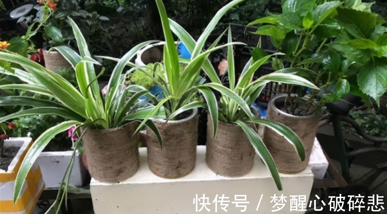 花卉|养花小窍门：喂点这2样“营养品”，植物个个根壮叶绿