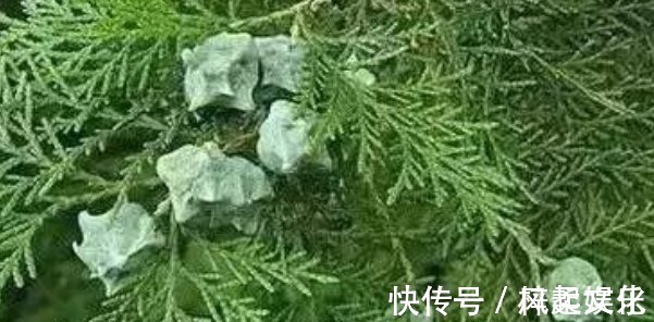 食物|长出白发别着急染,3种食物坚持吃,白发不见,头发乌黑亮丽