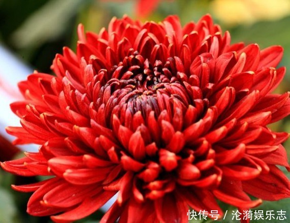 富贵|家养“花王”,比牡丹好养,比菊花富贵,一开150天,花语真爱