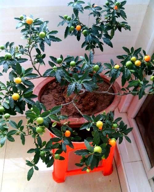 家里种此个果树,养眼好打理,全株都能药用,观赏价值极强