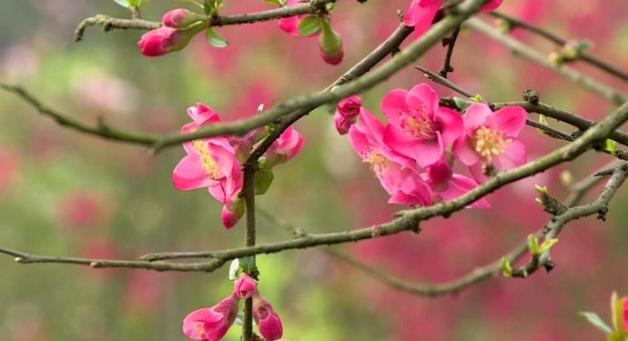 中年|綦江：初春时节赏花季 木瓜海棠俏争春