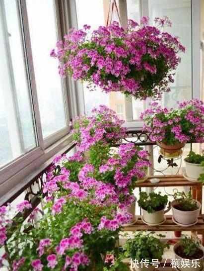 盘点不能“养”的花,一不小心就爆盆,长满整个阳台,花盆不够用