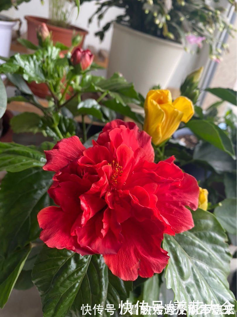 阳性|耐阴花就养这5种,阴凉地儿也能开花,颜值一点不比阳性植物低