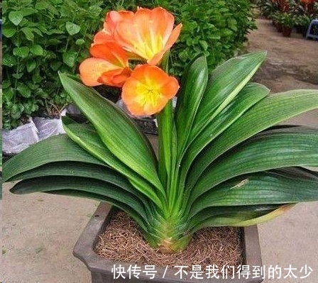 家里的君子兰一浇水就烂根掌握这点浇水技巧,只长花不烂根!