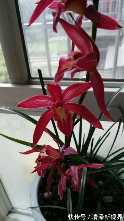 球兰|喜欢三角梅,首选此款“珍稀名品”柠檬黄三角梅,花开艳丽多姿!