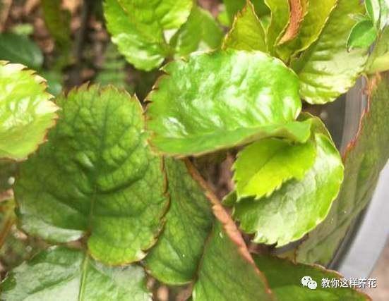 叶子|花草叶子发黄,10种原因最常见,第二种最常见!