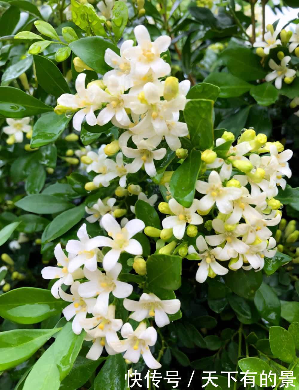 室内可以养的芬香植物，看看这5个品种，你养过吗？