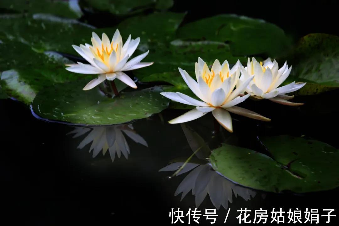 养分|葳蕤俏丽如碗莲,为何只长叶不开花?为你揭开8个不开花的原因