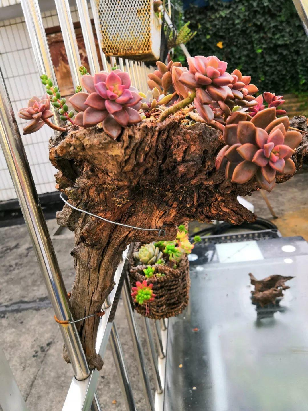 山上捡个大树桩,火烤一遍种多肉,3天服盆1年变老桩!