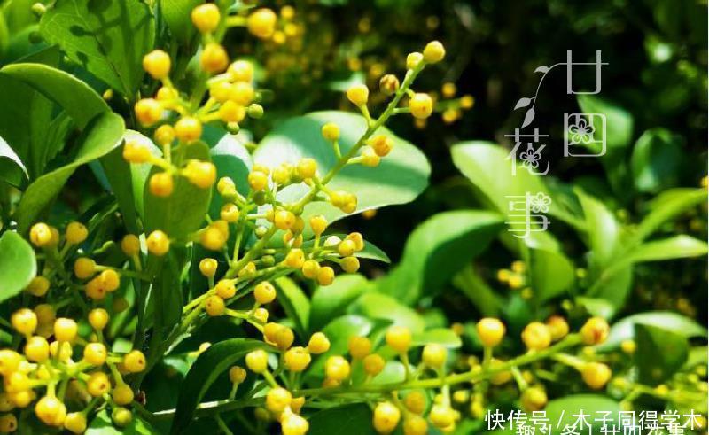 难点|养死过五六盆米兰花，总算得出了点经验：米兰的养护难点在于服盆