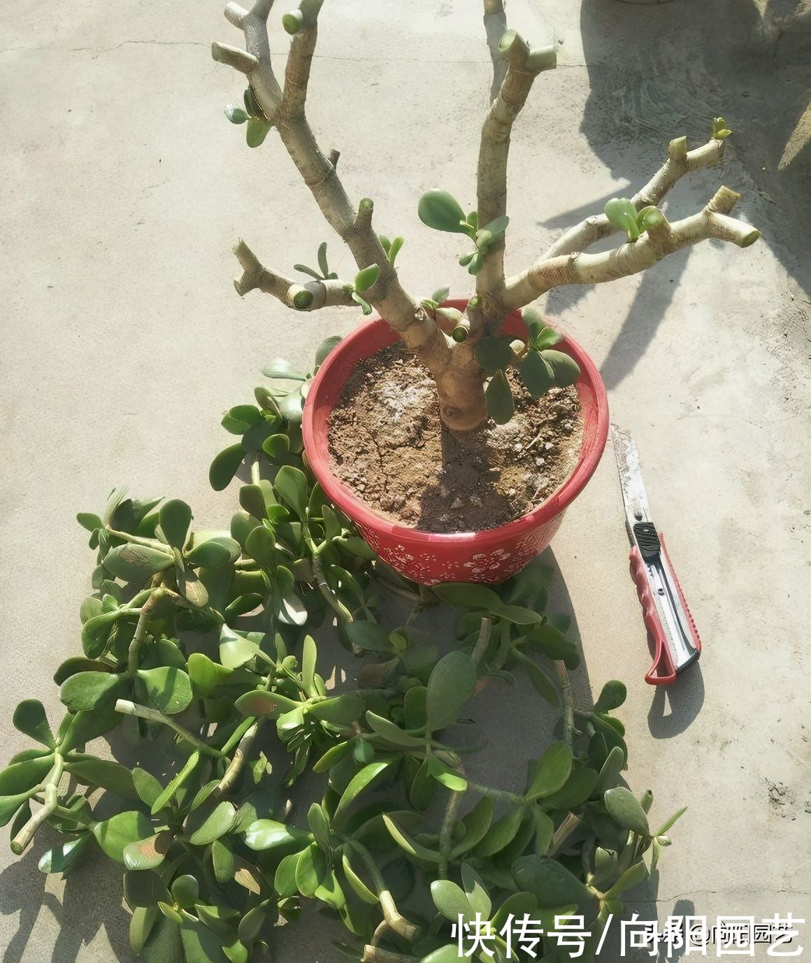 新的一年，给玉树“剃剃头”，主干长得更粗，侧枝还能扦插