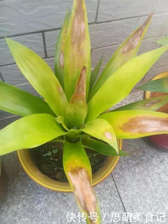 这些花千万别乱晒太阳,晒一盆死一盆