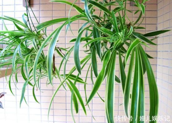 厕所|家里养这10样植物，摆放位置得讲究点，不然一盆都留不住