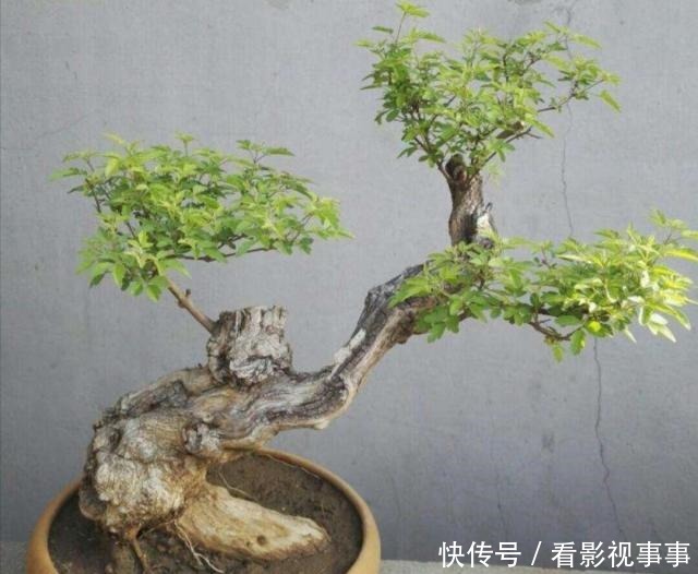 秋季挖黄荆做盆景,做好4个细节,可提高成活率!