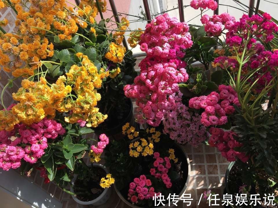 养2种花“不用等”，现在扦插、20天生根发芽，入冬就开花