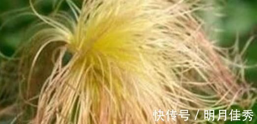 神农本草经|防糖专家：5种食物，血糖高的人一辈子都别离开，第2种效果最好