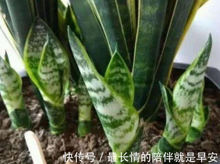 家里养这几款植物,沾土就活,给点水就疯长,太好养!