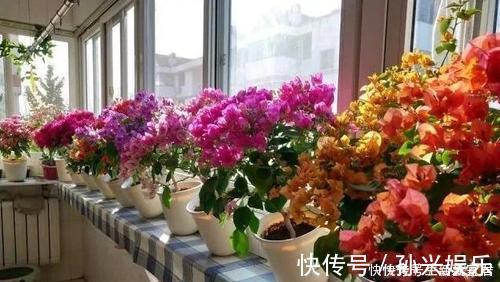 阳台|4种漂亮花,一年四季花朵轮番开,天天都是花海,是阳台盆栽佳品