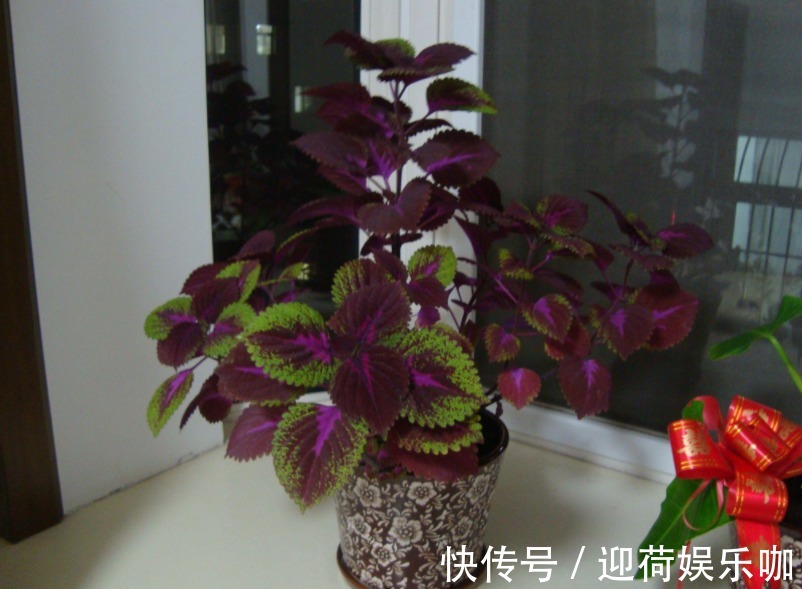 空盆养花土别闲着,种上这3样菜,观赏、食用两不误