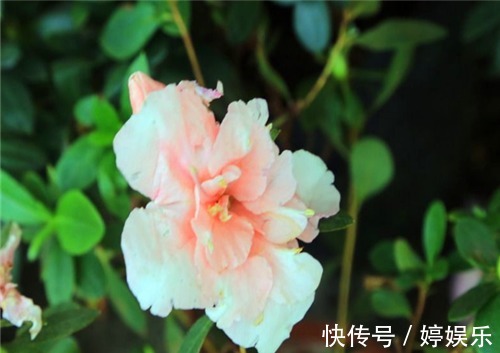 室外杜鹃花如何养教你3个养护小妙招，花开美丽满枝头