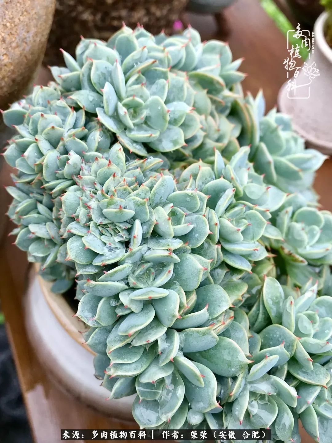 初秋时节，度夏后的多肉陆续回归！偷偷上了一层淡妆！