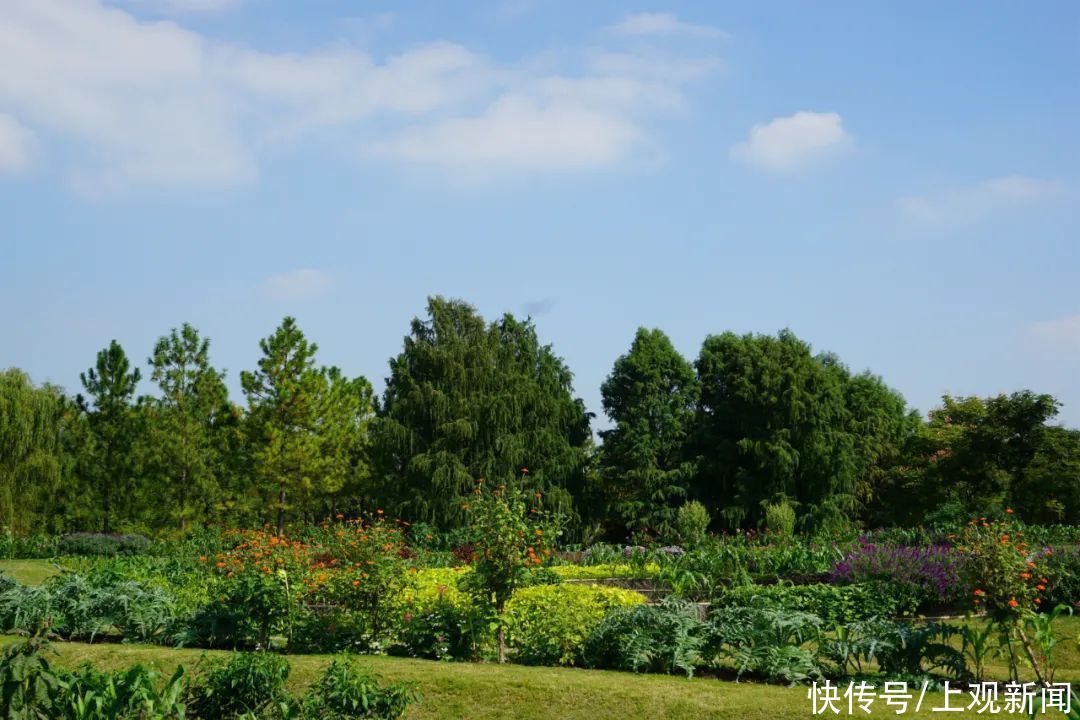 味道|辰山冬日里最有味道的花，你可知道TA的名字？