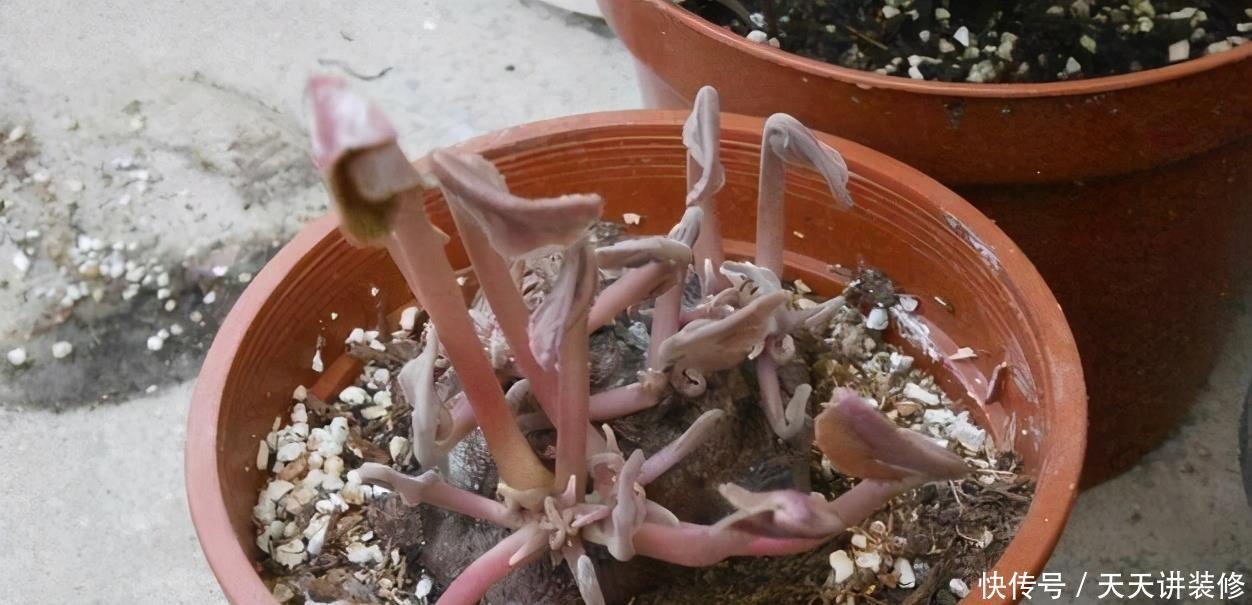 丽格海棠|4种花漂亮“娇滴滴”,新手养它都“没戏”,养一回伤一回