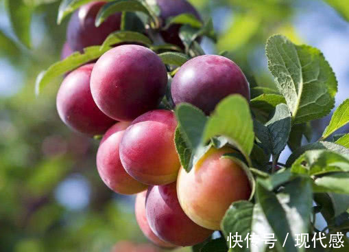 糖尿病患者|糖尿病的“对手”发现了,坚持每天吃,血糖不升反降,比胰岛素强