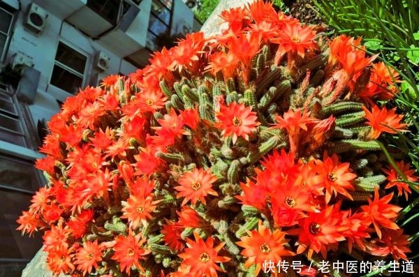 比玉坠还能长的多肉,夏天开花真漂亮,挤爆花盆很轻松!